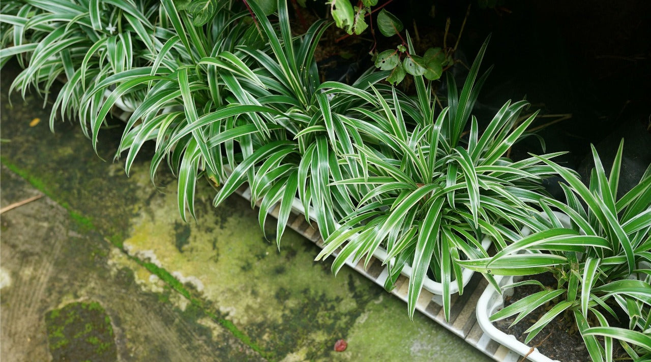 The Secret To Growing Lush And Healthy Spider Plants