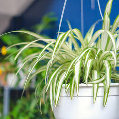 Why Distilled Water Makes Spider Plant Brown Tips Disappear