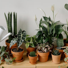 Distilled Water for Spider Plants — Does It Really Make a Difference?