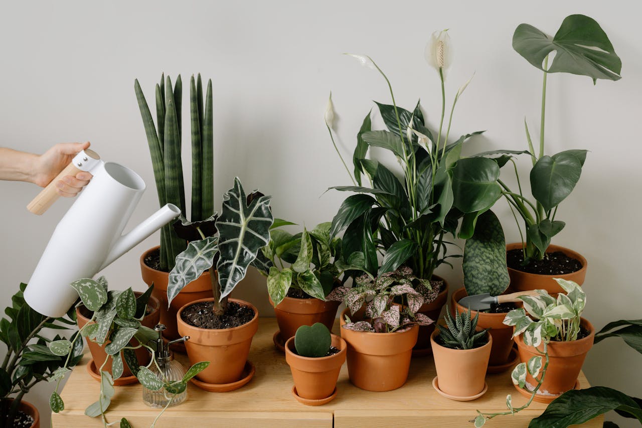 Spider Plant Leaf Tip Burn In Summer: Causes And Prevention