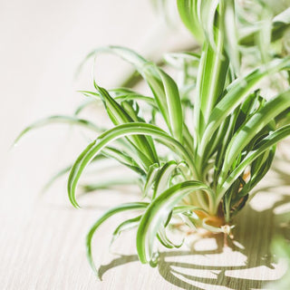 The Fluoride Problem: Why Tap Water Is Quietly Hurting Your Spider Plant