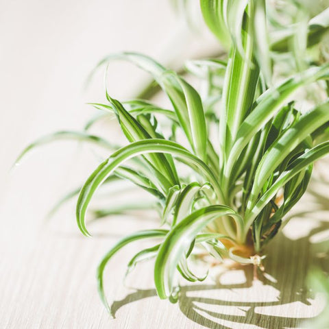 The Fluoride Problem: Why Tap Water Is Quietly Hurting Your Spider Plant
