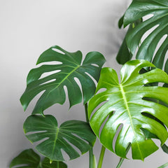Why Does My Swiss Cheese Plant Have Small Leaves?