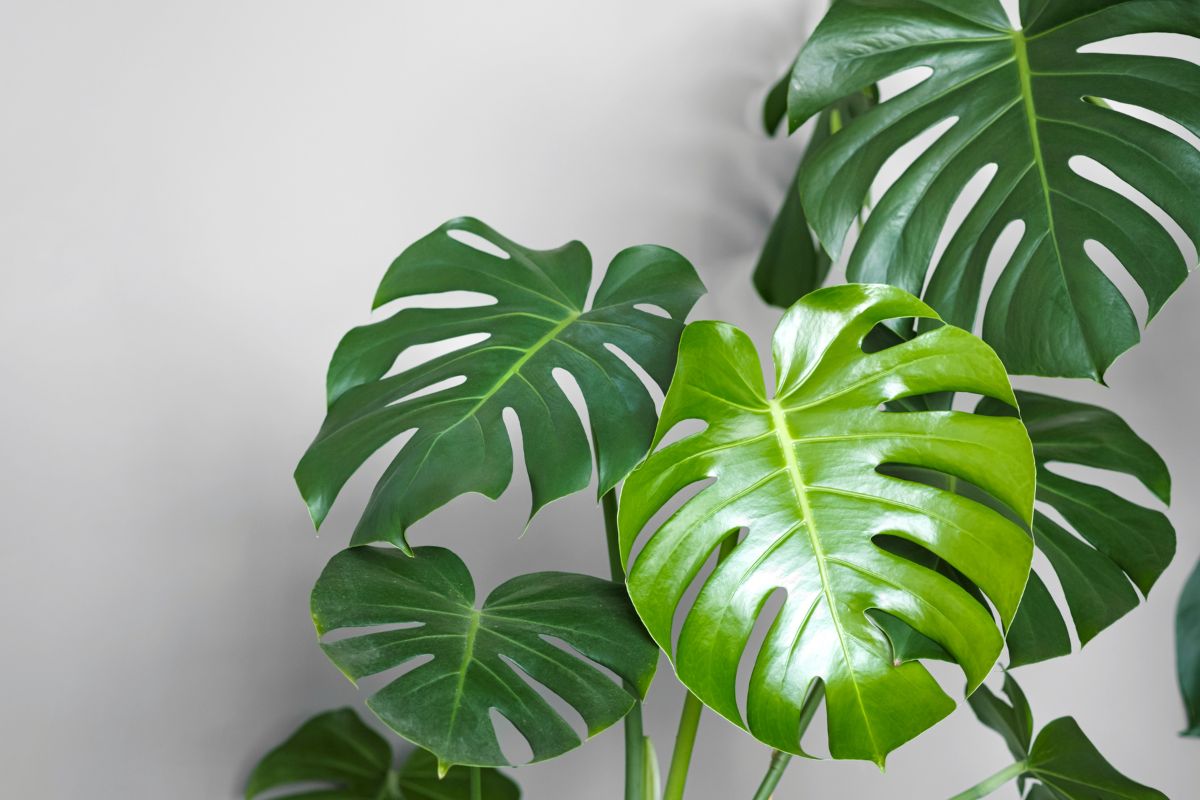 Why Does My Swiss Cheese Plant Have Small Leaves?