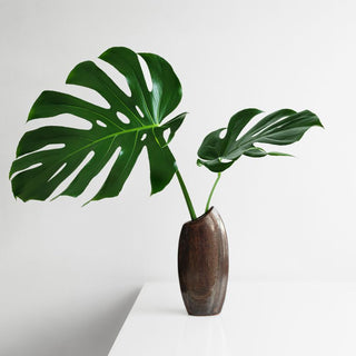 Why Does Swiss Cheese Plant Drip Water From Leaves? Guttation