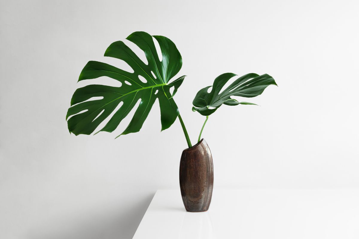 Why Does Swiss Cheese Plant Drip Water From Leaves? Guttation