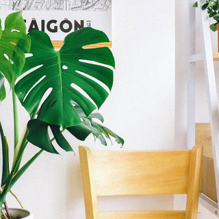 Why Does My Swiss Cheese Plant Have One Giant Leaf and Nothing Else?