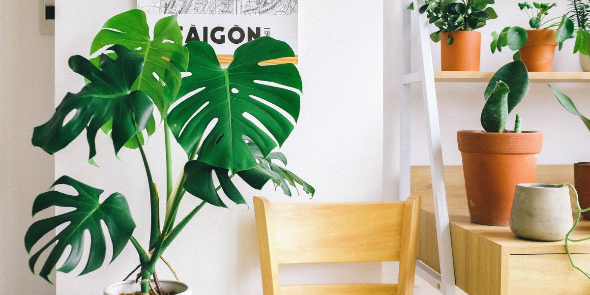 Why Does My Swiss Cheese Plant Have One Giant Leaf and Nothing Else?