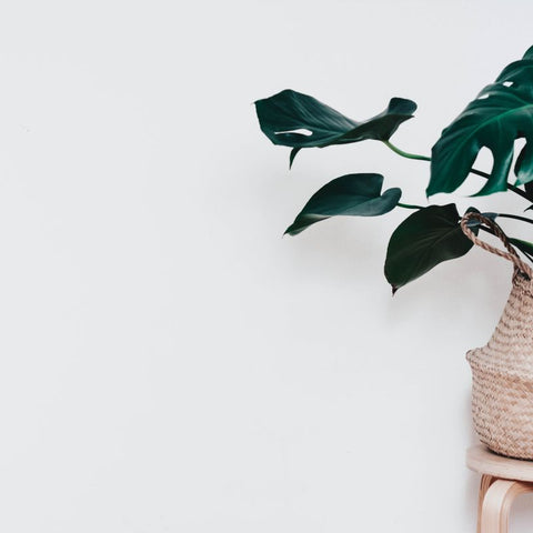 Humidity Hacks for Swiss Cheese Plants: Keeping Leaves Lush Without a Greenhouse