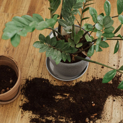 Can You Water a ZZ Plant with Rice Water? DIY Experiments and Root Health Impact