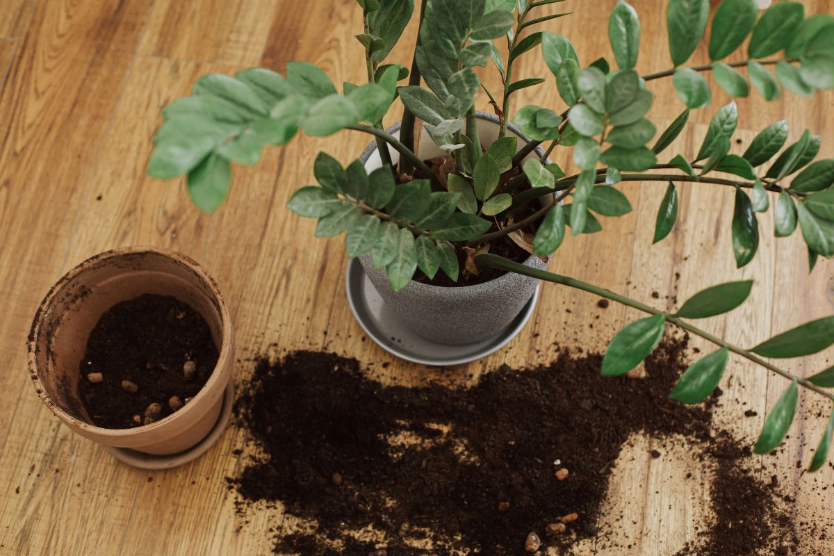 Can You Water a ZZ Plant with Rice Water? DIY Experiments and Root Health Impact
