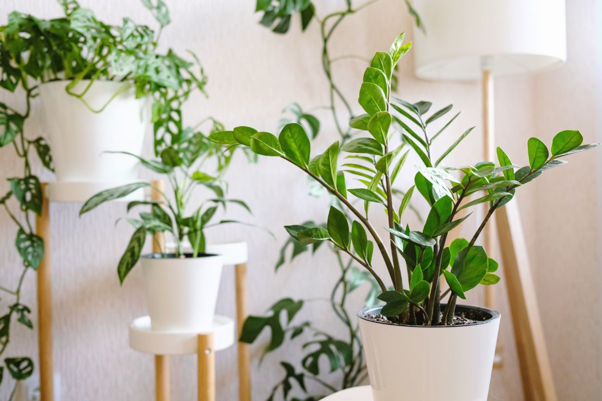 How ZZ Plant Survives Without Water — Rhizome Biology Explained