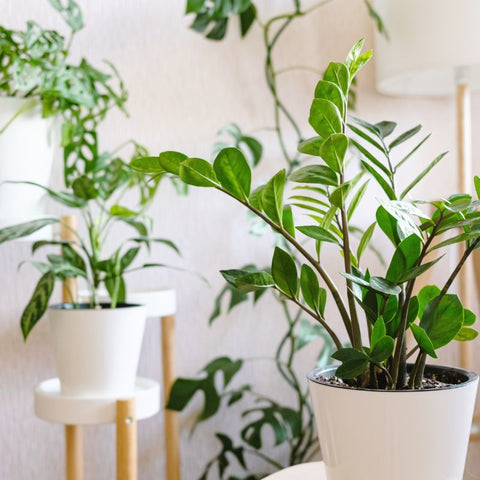 Why ZZ Plant Is Replacing Artificial Plants in UAE Homes