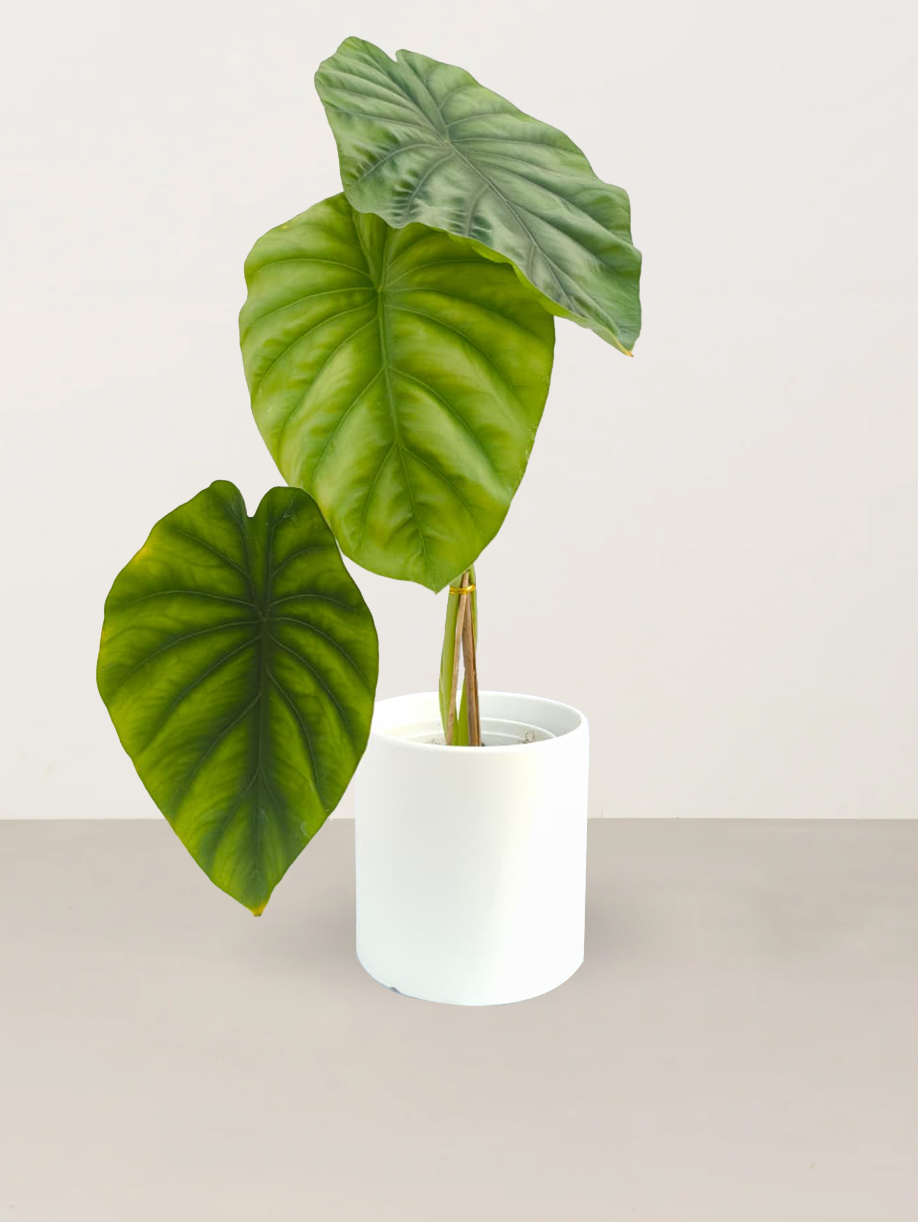 Alocasia Dragon Scale
