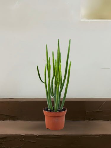 Euphorbia Aluludii