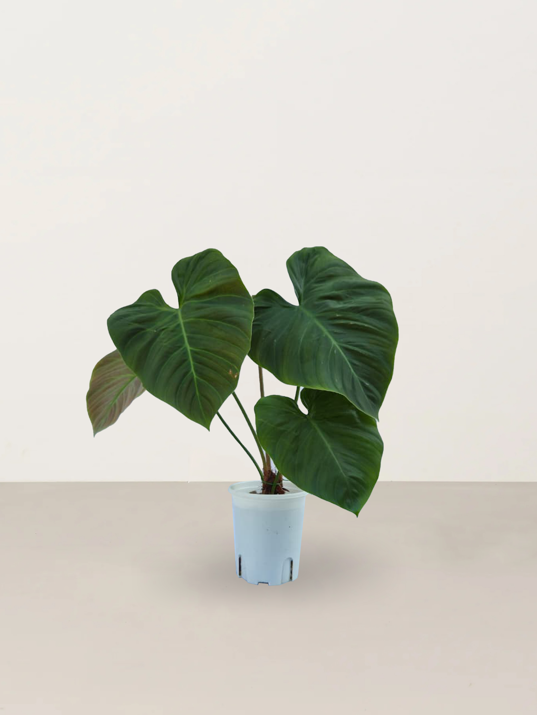 Velvet Leaf Philodendron