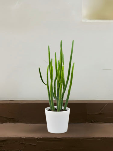 Euphorbia Aluludii