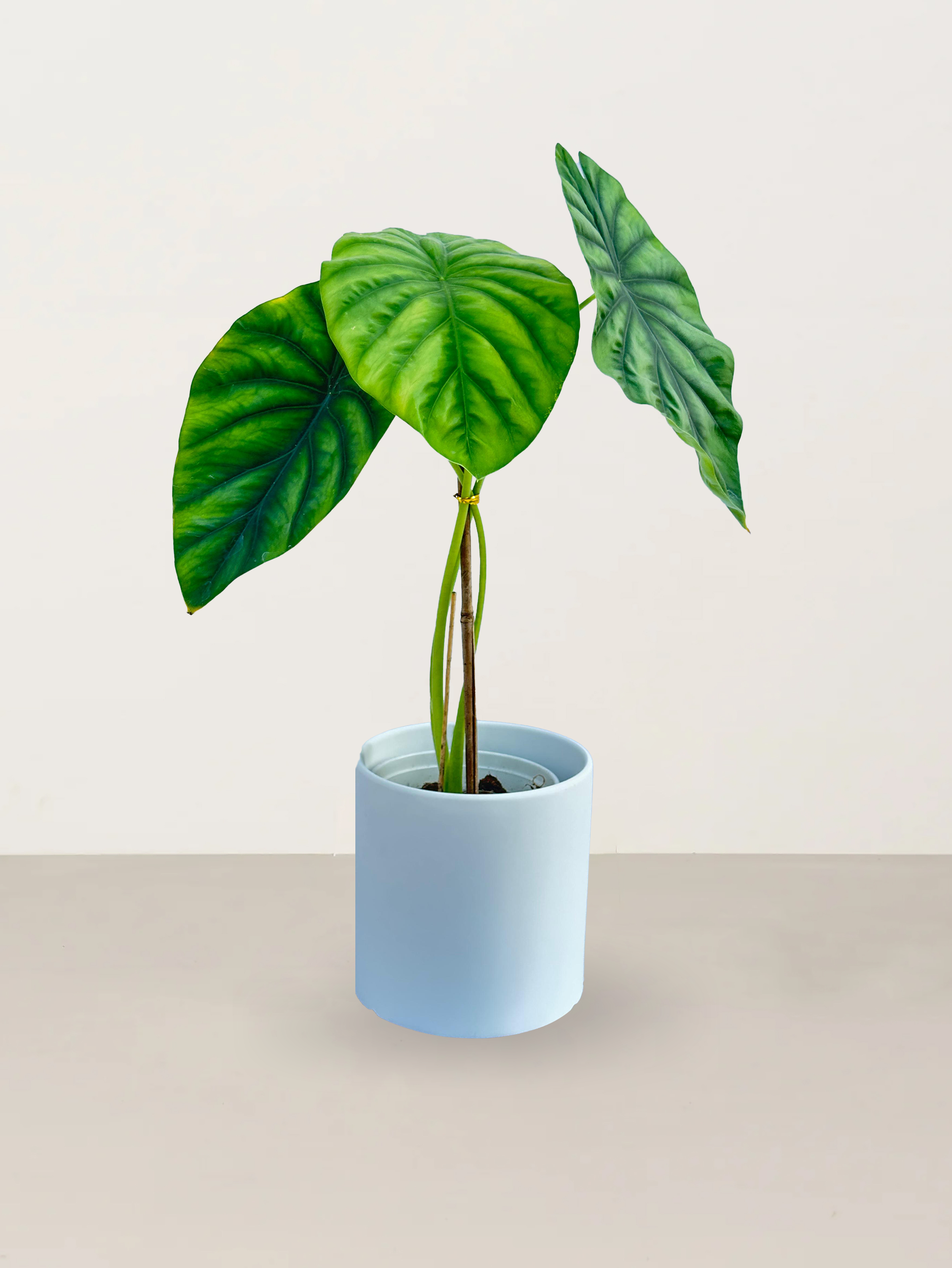 Alocasia Dragon Scale