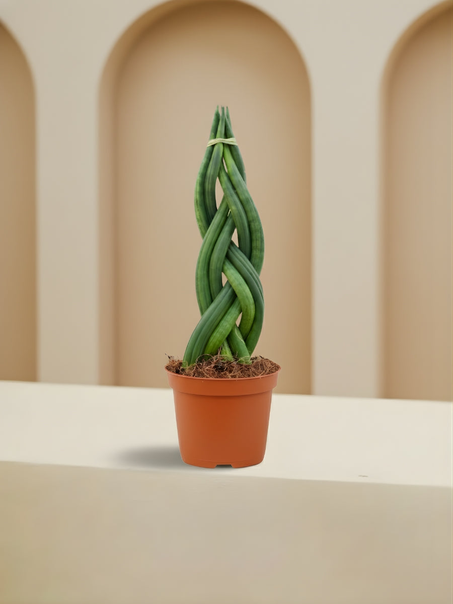 Sansevieria Cylindrica Braid