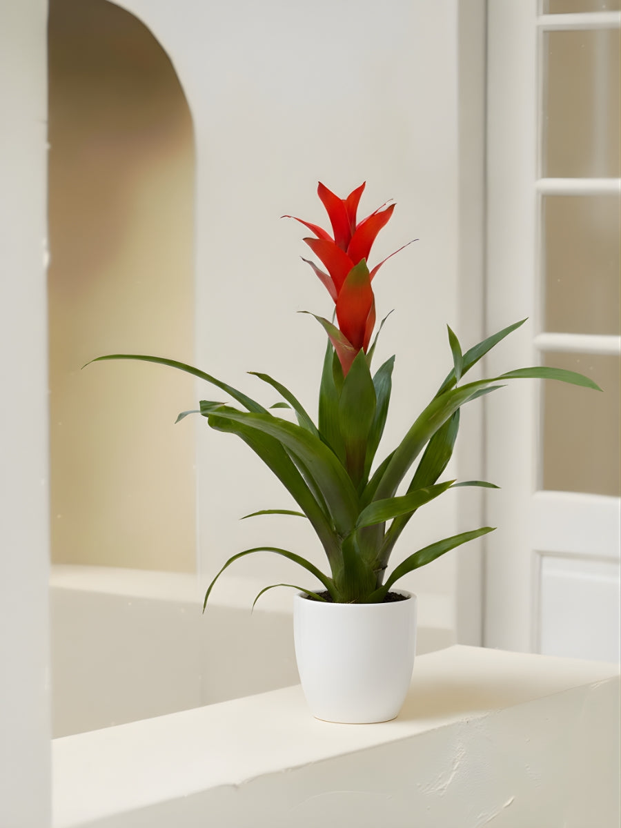 Guzmania