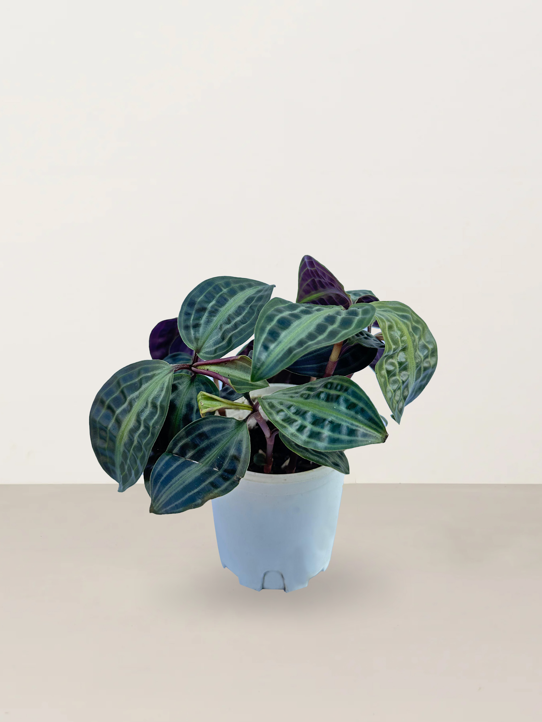 Seersucker Plant