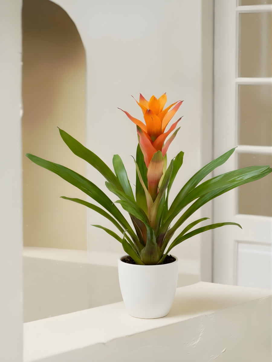 Guzmania