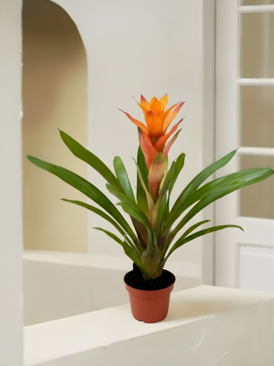 Guzmania