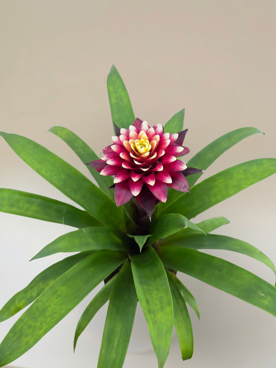 Guzmania Francesca