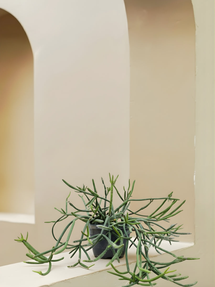 Rhipsalis Pulvinigera