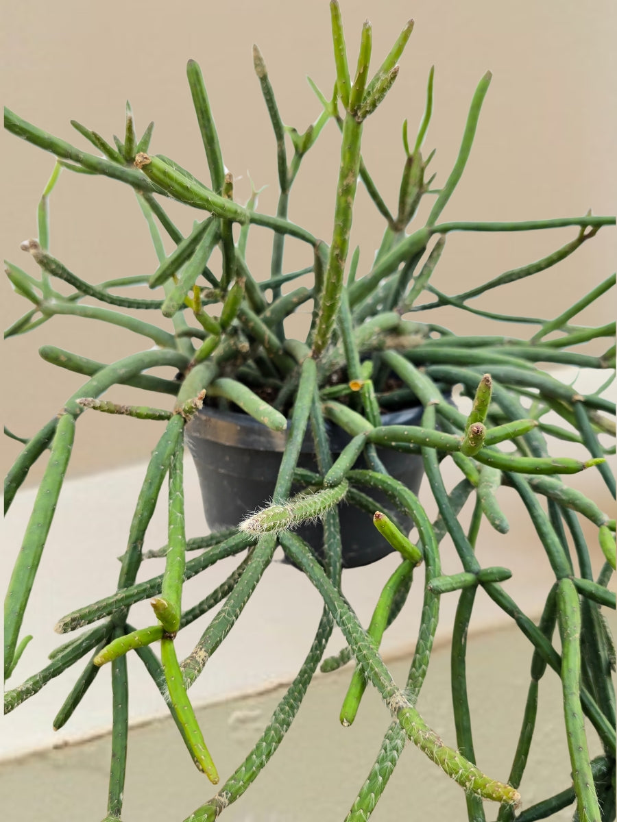 Rhipsalis Pulvinigera