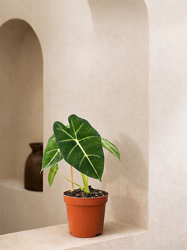Alocasia Frydek
