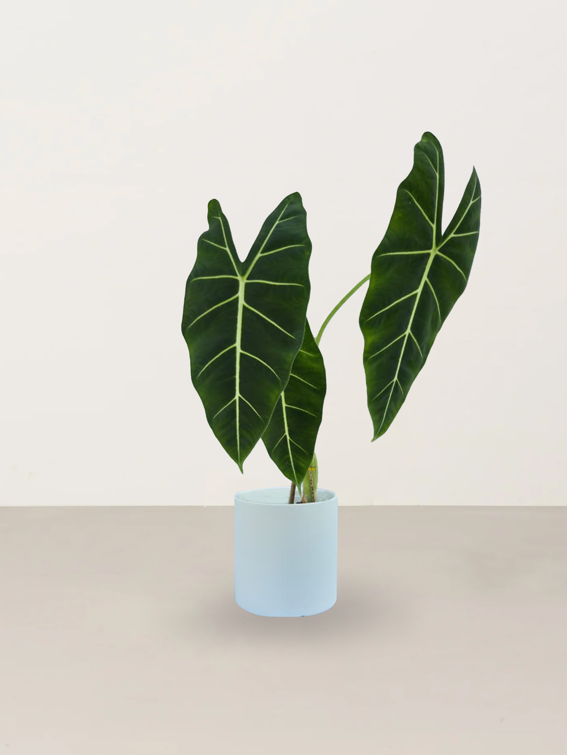 Green Velvet Alocasia