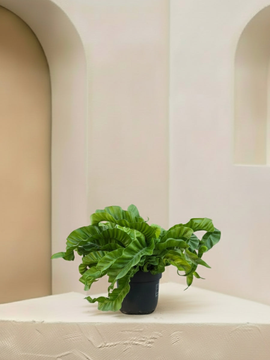 Hurricane Birds Nest Fern