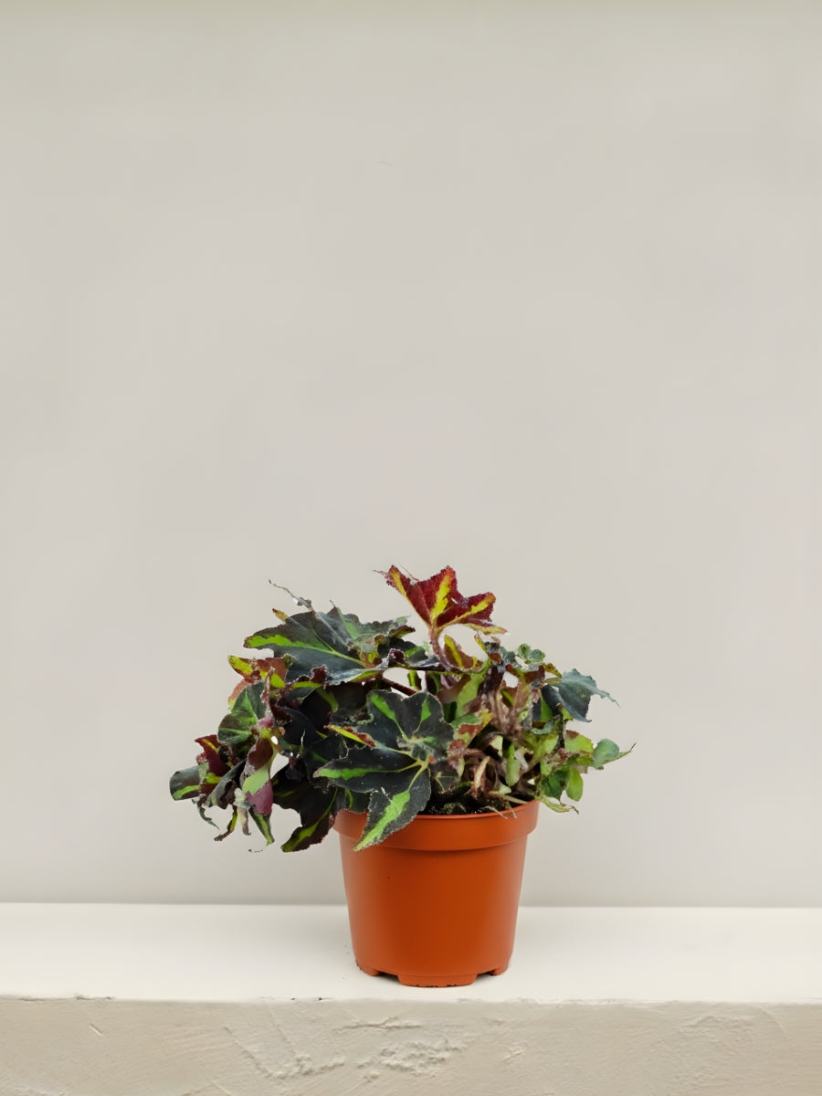 Begonia Rex Lion Dance