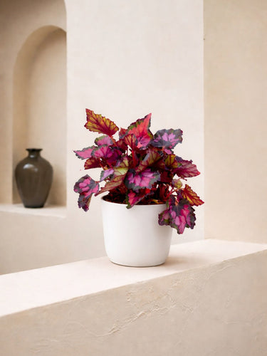 Begonia Inca Night