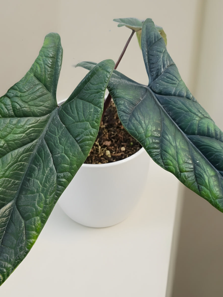 Alocasia Scalprum