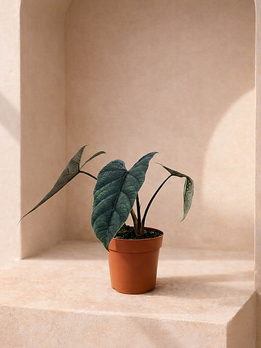 Alocasia Scalprum