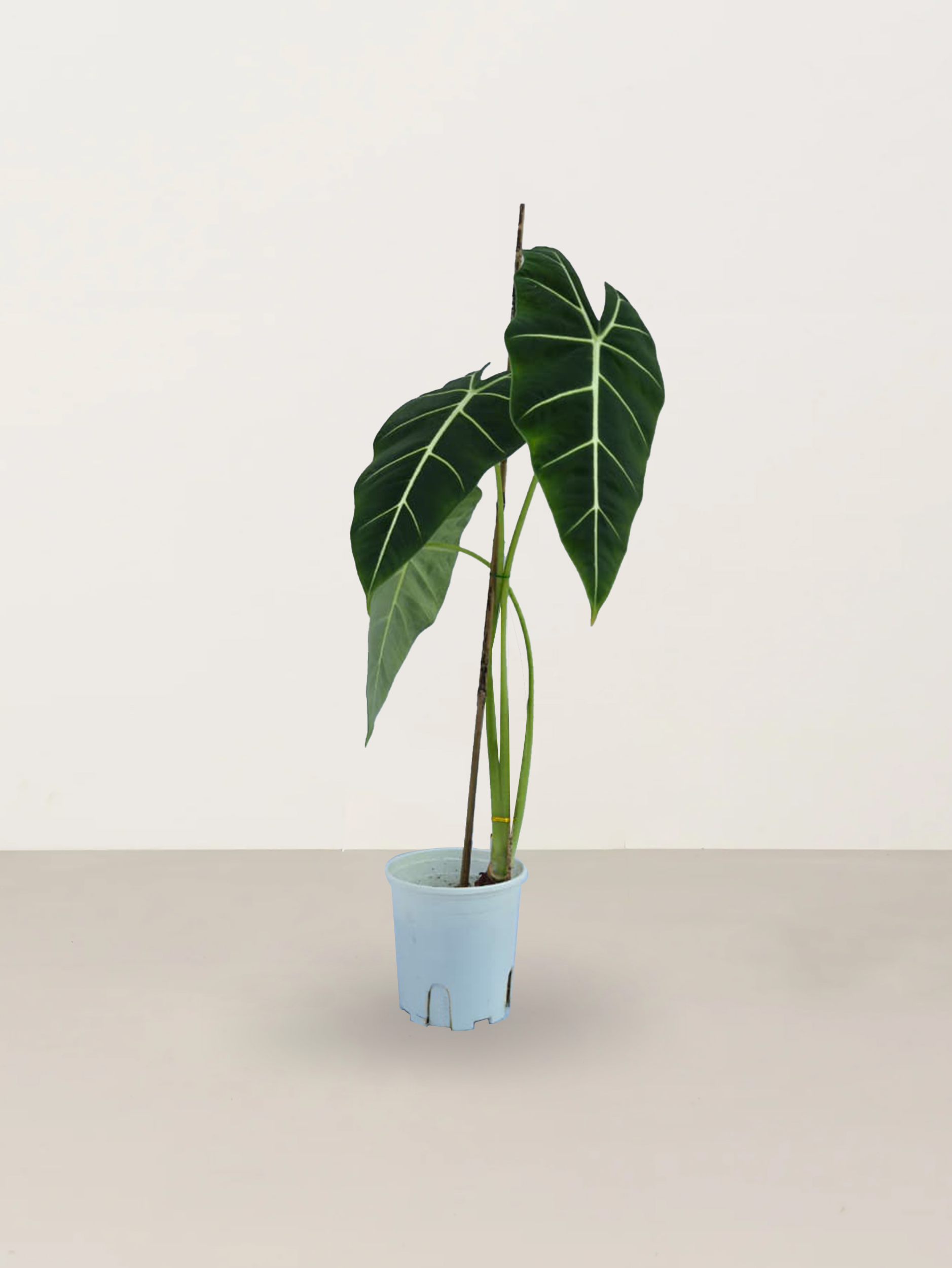 Green Velvet Alocasia
