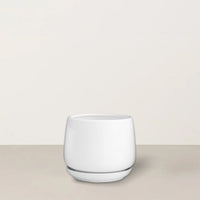 Sarah | White
