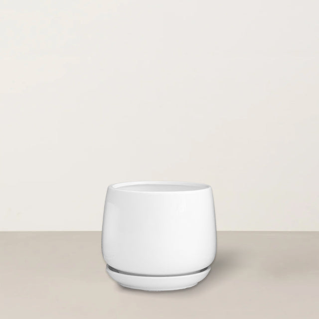 Sarah | White