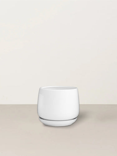 Sarah | White