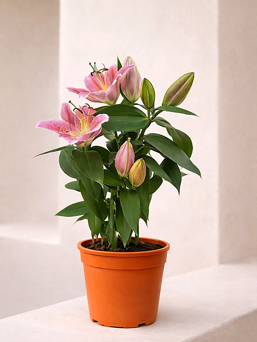 Lily Plant