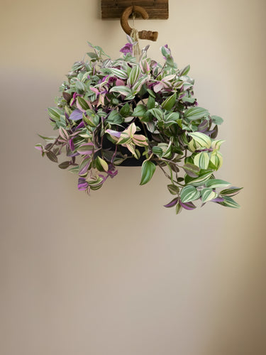 Tradescantia Quadricolor