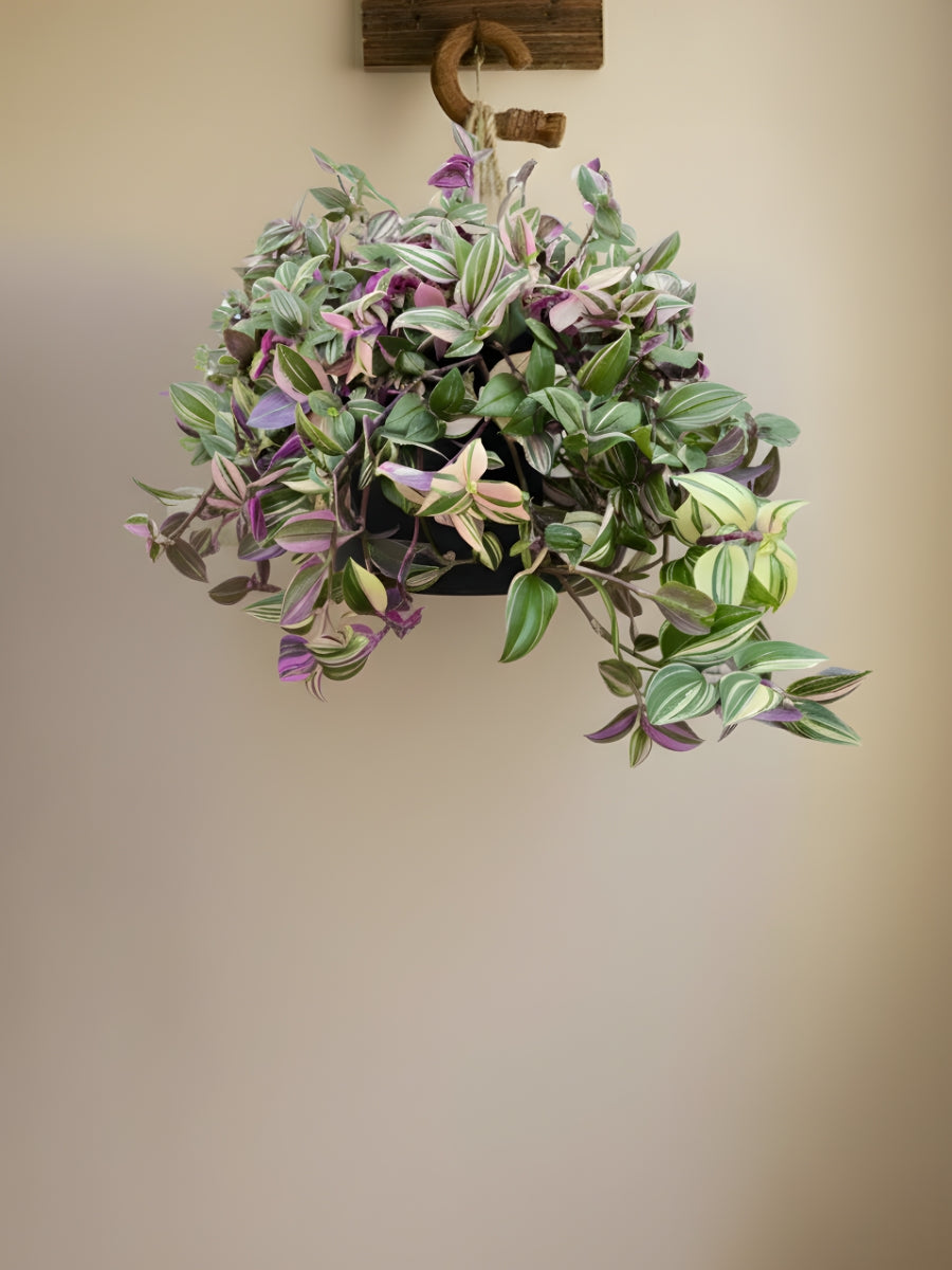 Tradescantia Quadricolor