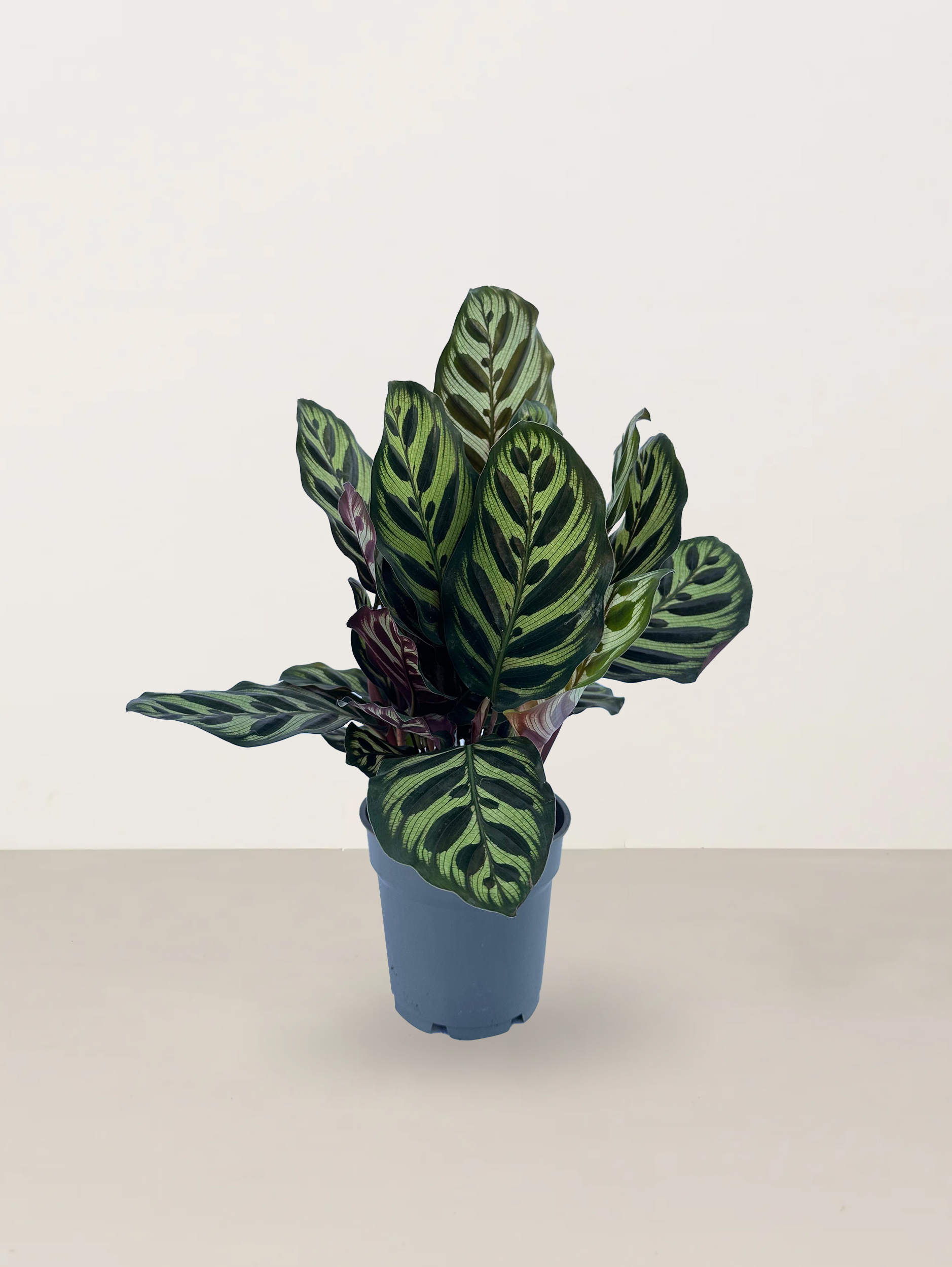 Peacock Plant