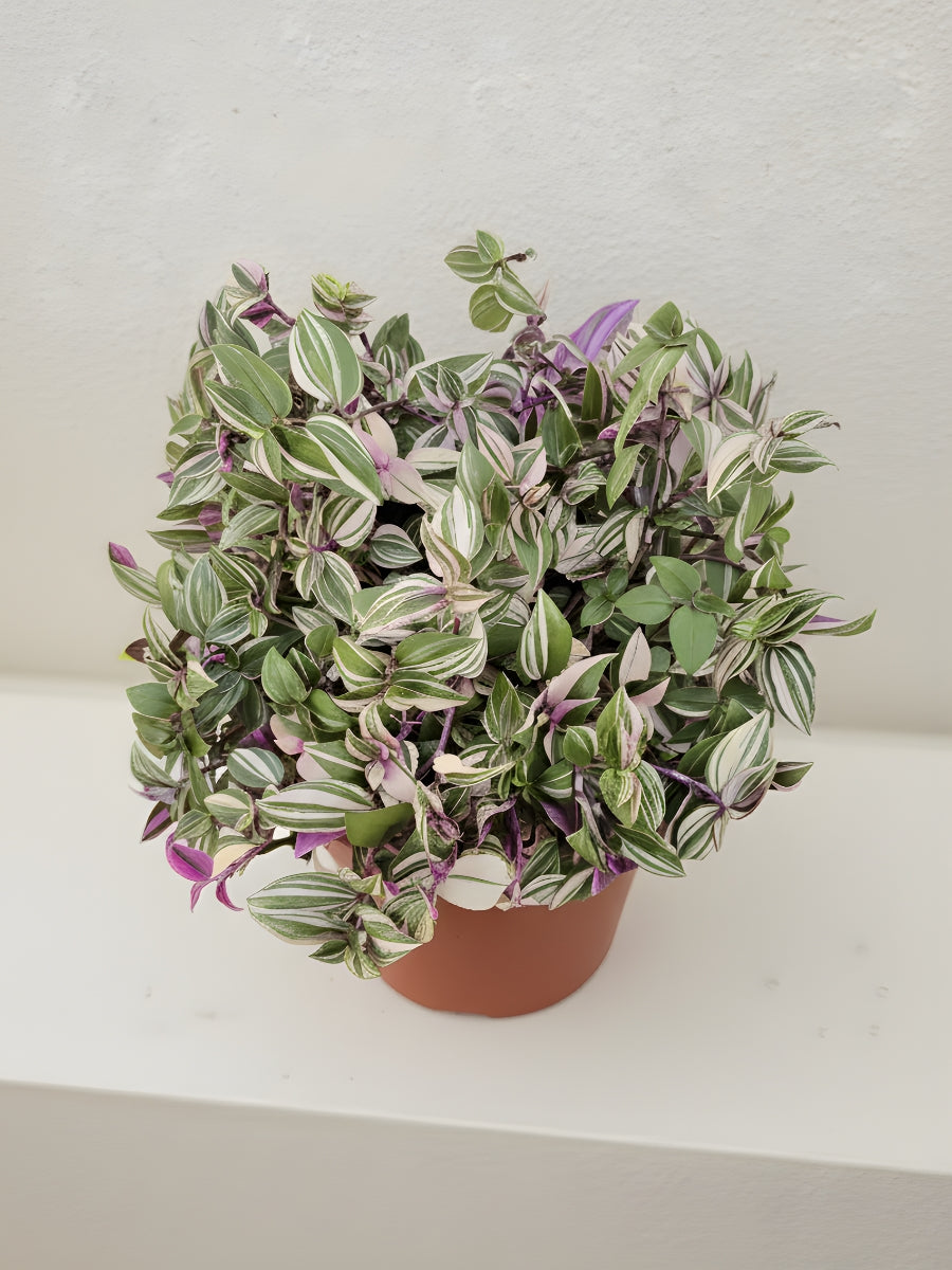Tradescantia Quadricolor