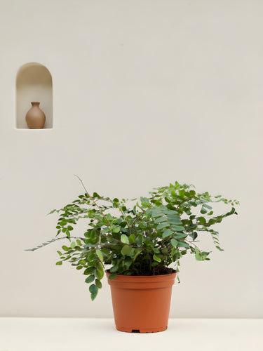 Button Fern
