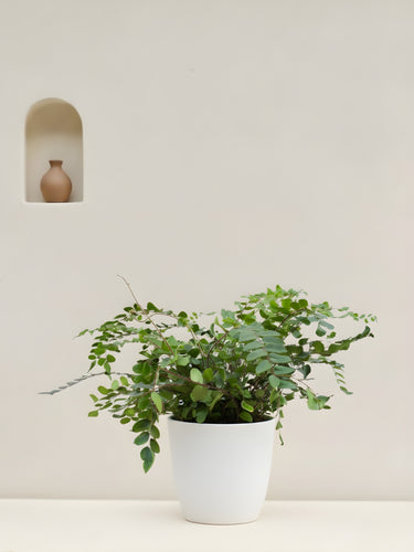 Button Fern