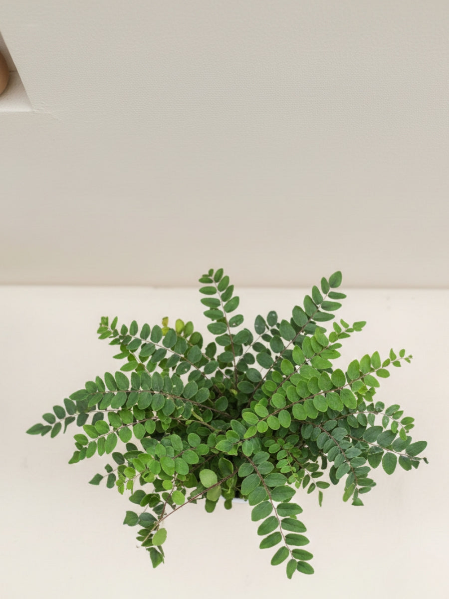 Button Fern
