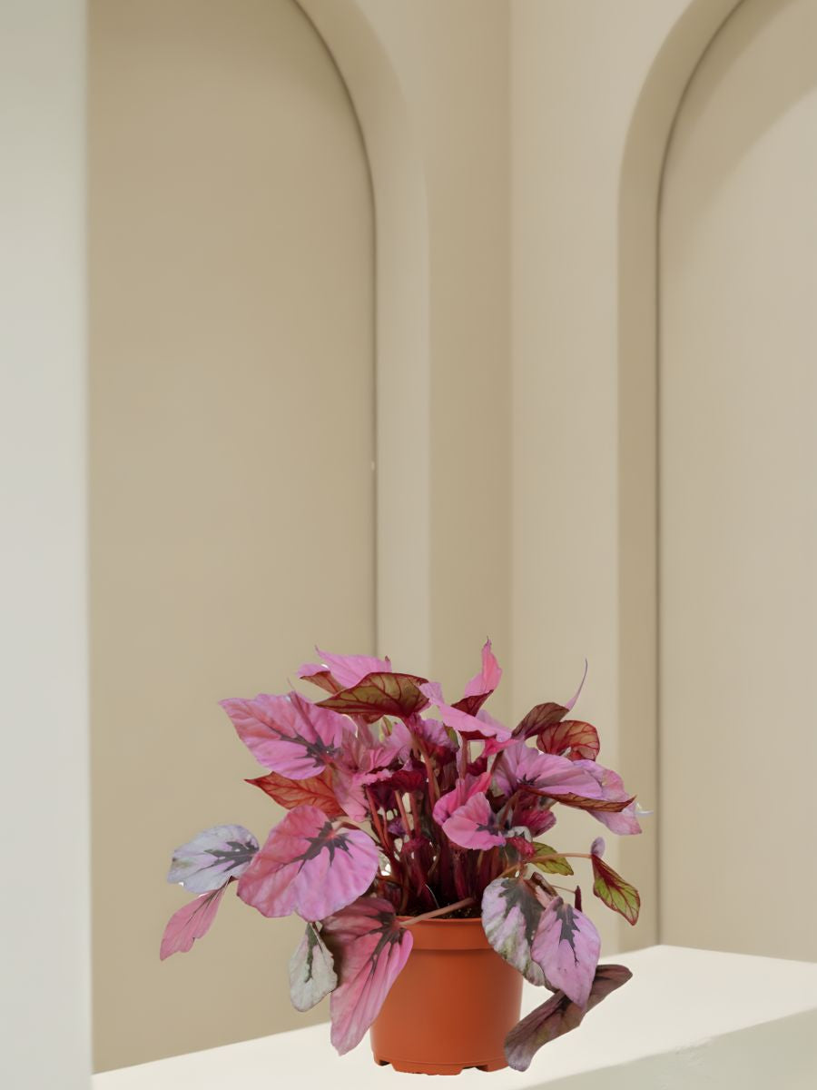 Syngonium Indian Summer